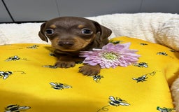 Miniature Dachshund dogs for sale: Min dachshund looking for their forever 🏡 - Image 4