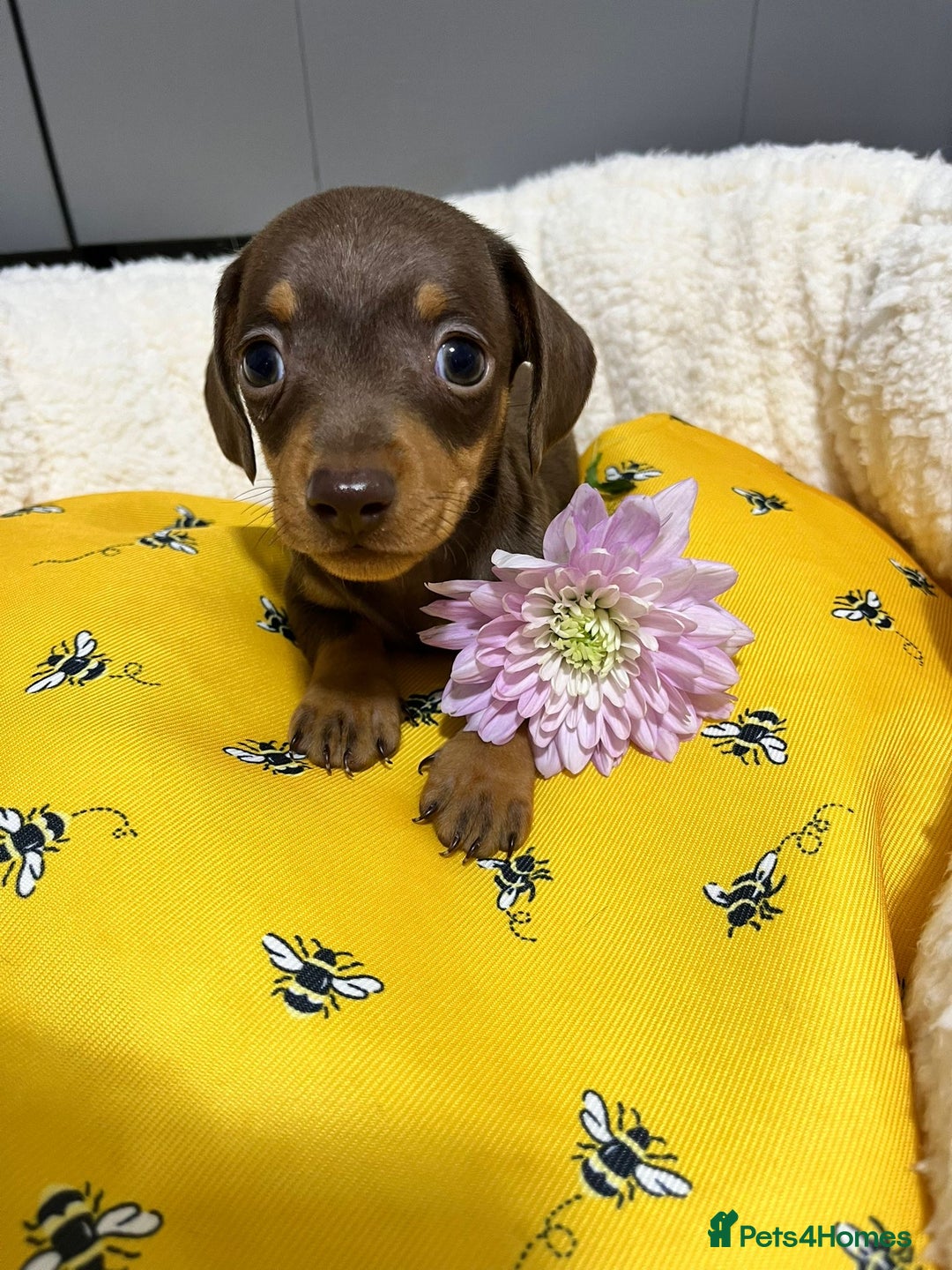 Miniature Dachshund dogs for sale: Min dachshund looking for their forever 🏡 - Image 4