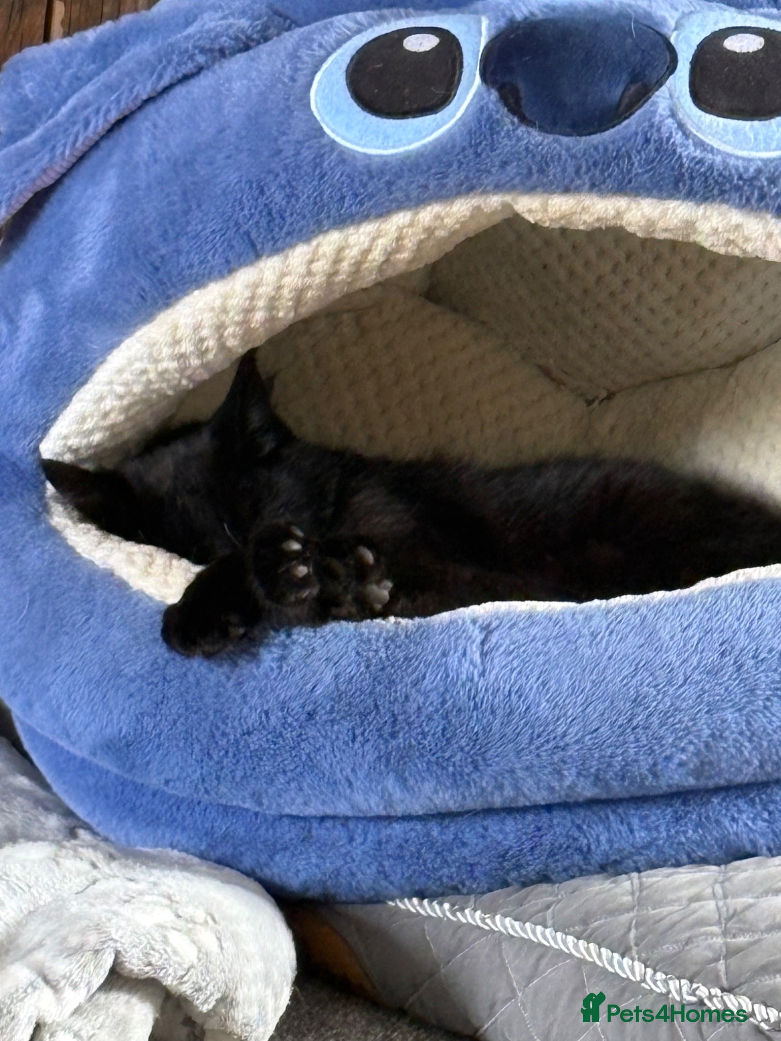 Mixed Breed cats Evie  - Advert 2