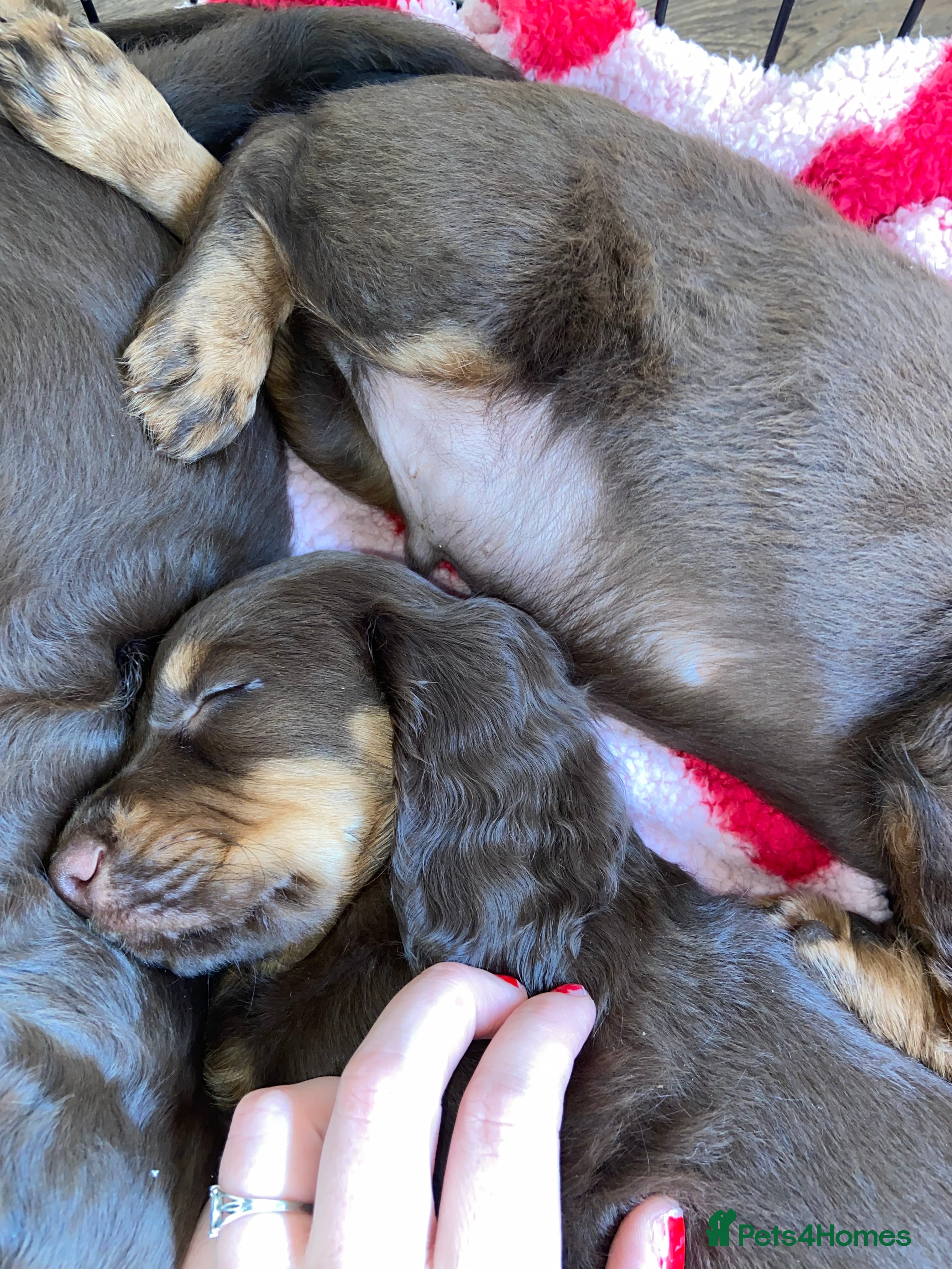 Cocker Spaniel dogs Tri colour working cocker spaniel puppies  - Advert 9