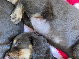 Cocker Spaniel dogs Tri colour working cocker spaniel puppies - Advert 9