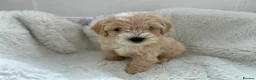 Maltipoo dogs for sale: Adorable Maltipoo Puppies  - Advert 18