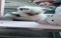 Ragdoll cats for sale: Pure Ragdoll Kitten - Image 1