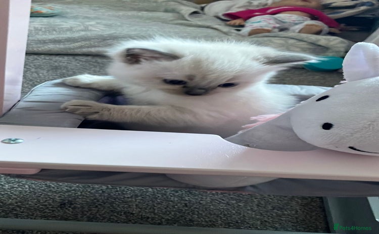 Ragdoll cats - Advert 16
