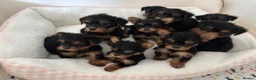 Yorkshire Terrier dogs for sale: Adorable Yorkshire Terrier Puppies 8 girls&1 boy.  - Advert 1