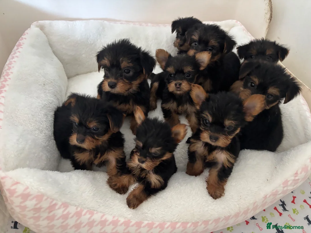 Yorkshire Terrier dogs for sale: Adorable Yorkshire Terrier Puppies 8 girls&1 boy.  - Advert 1