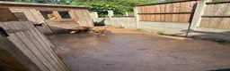 Labrador Retriever dogs for sale: Labrador male and female for sale - Advert 4