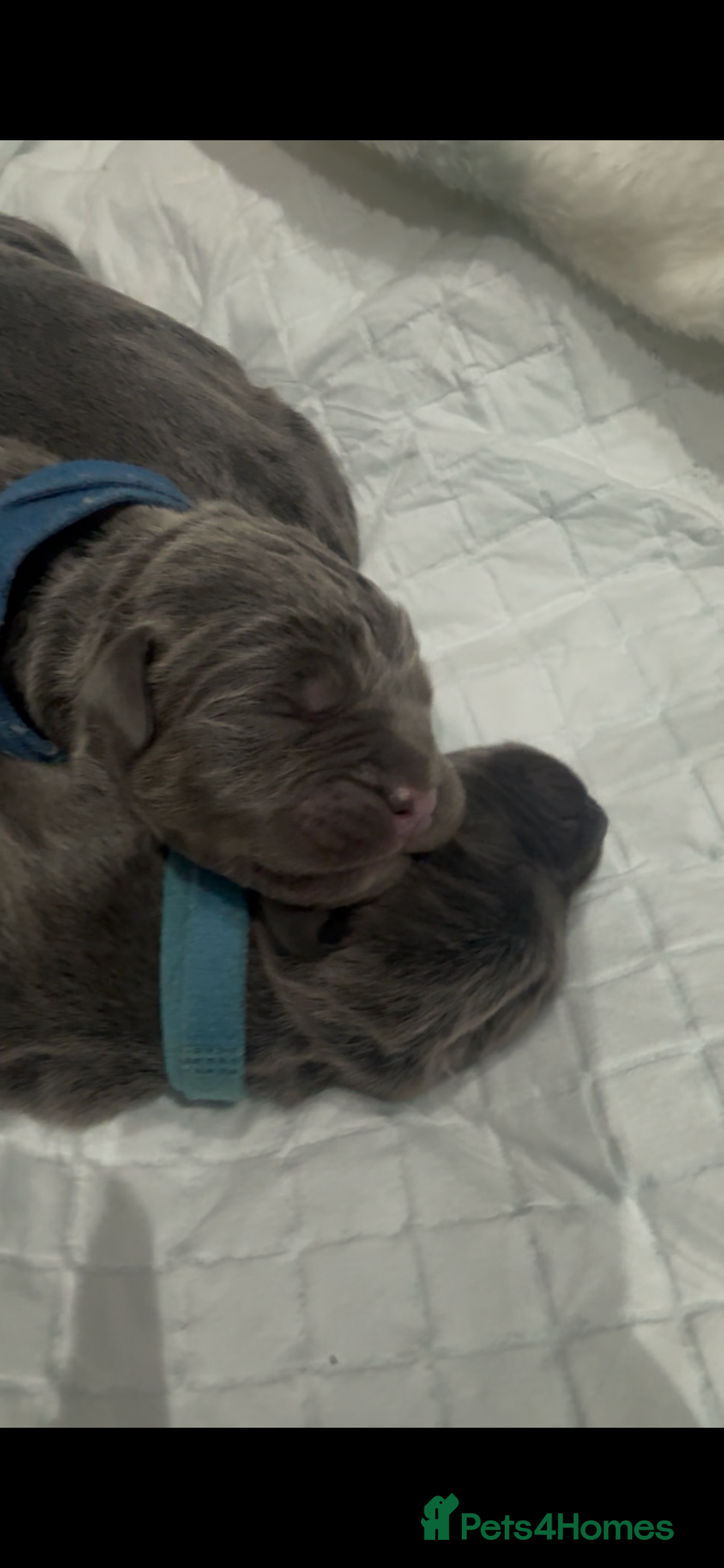 Cane Corso dogs for sale: Cane corso puppies, beautiful litter. - Advert 8