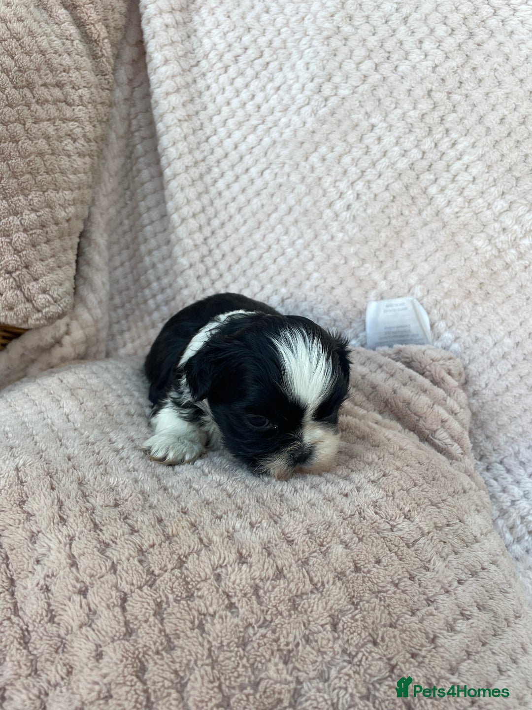 Mixed Breed dogs for sale: Lhasa apso cross shihtzu puppies. - Advert 32