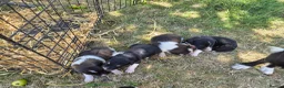 Border Collie dogs for sale: Border collie puppies 3 dogs 2 bitches - Advert 5