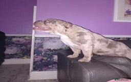 English Bulldog dogs for sale: QUEENIE NOT AVAILABLE  - Image 1