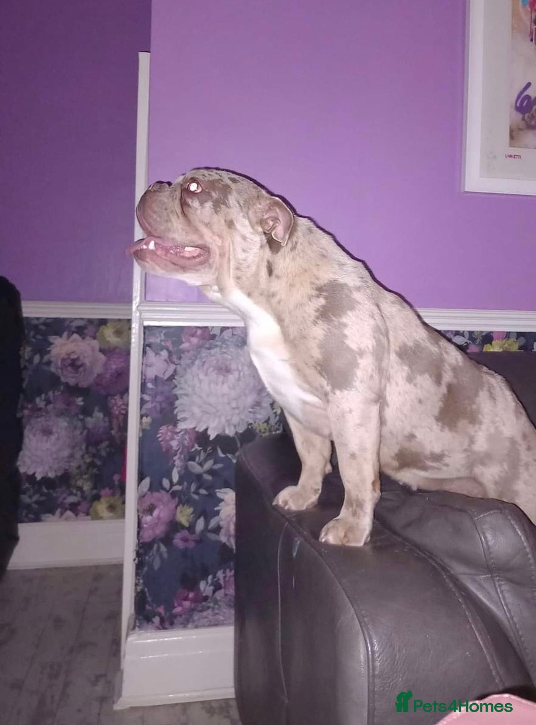 English Bulldog dogs for sale: QUEENIE NOT AVAILABLE  - Image 1