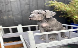 Mixed Breed dogs for sale: Last two mastiff pups available  - Advert 2