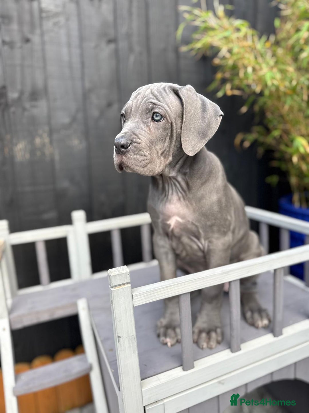 Mixed Breed dogs for sale: Last two mastiff pups available  - Advert 2