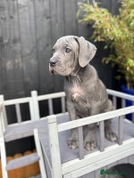 Mixed Breed dogs Last two mastiff pups available - Advert 1