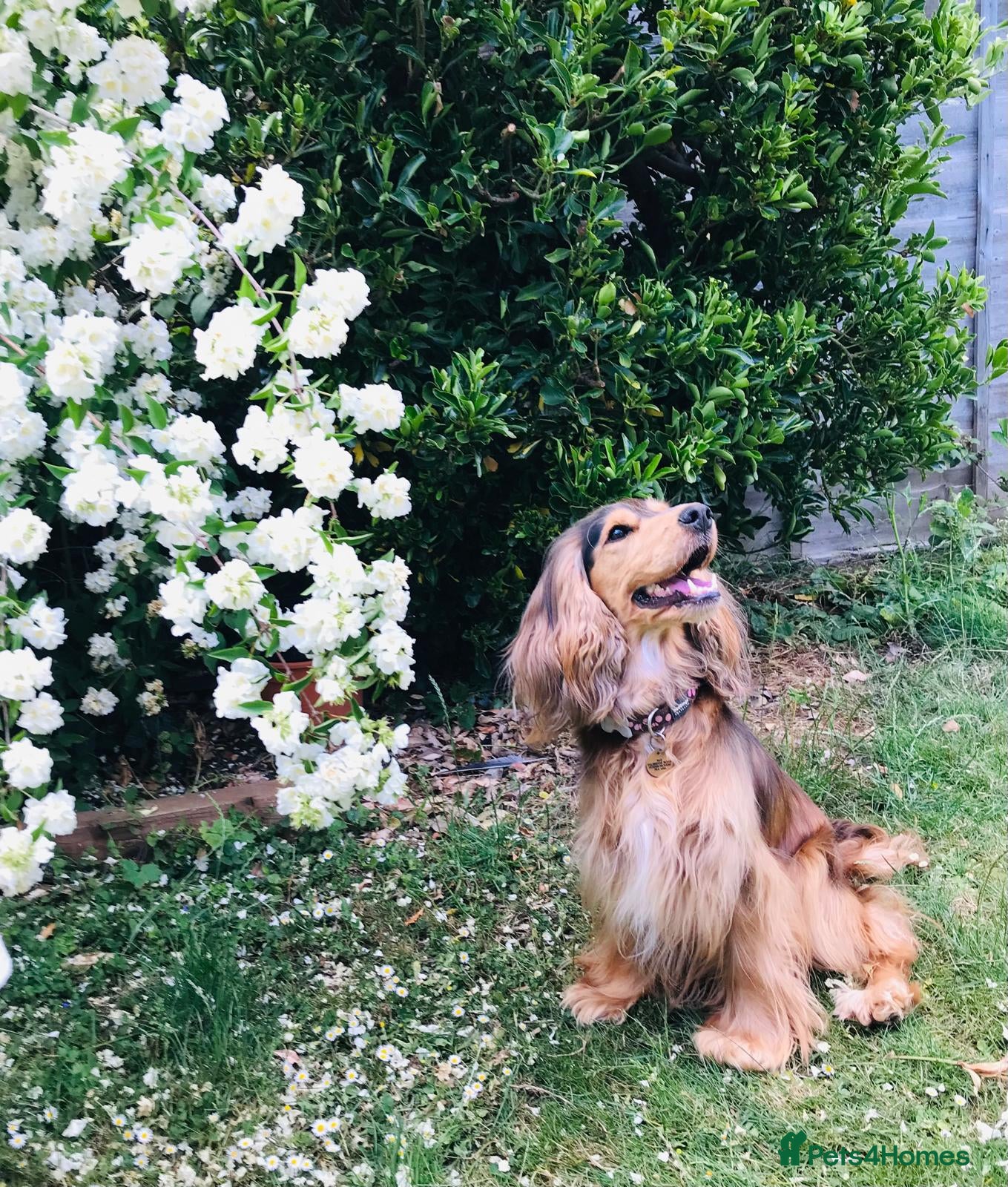 Cocker Spaniel dogs KC Reg,Health Tested, Show Cocker Spaniel Puppies  - Advert 2