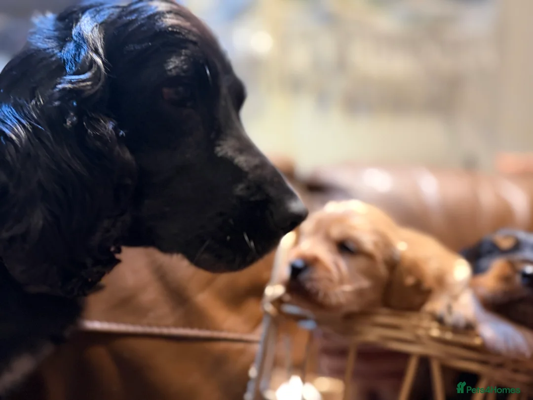 Cockapoo dogs for sale: Stunning Cockapoo F1 puppies in London - Advert 2