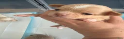 Chihuahua dogs for sale: Beautiful chihuahua puppies - Advert 6