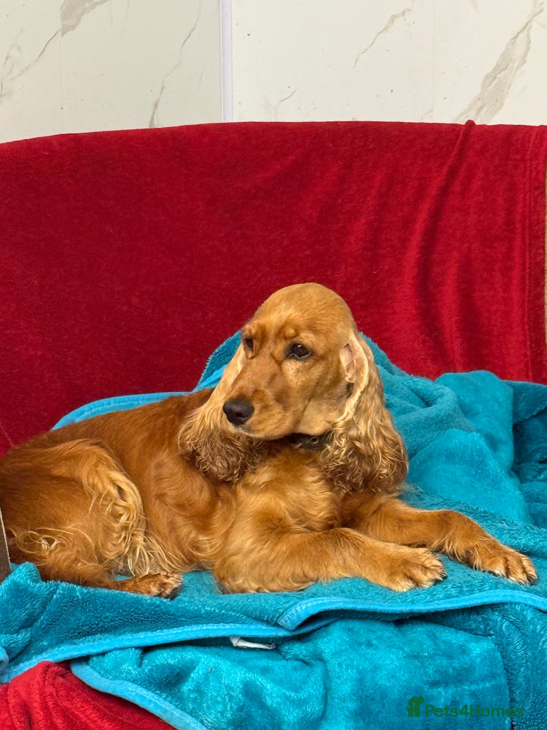 Cocker Spaniel dogs for adoption: Hazel’s Story: Left Behind, Fighting to Survive - Image 2