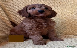 Cockapoo dogs for sale: Beautiful Cockapoo puppies  - Image 6