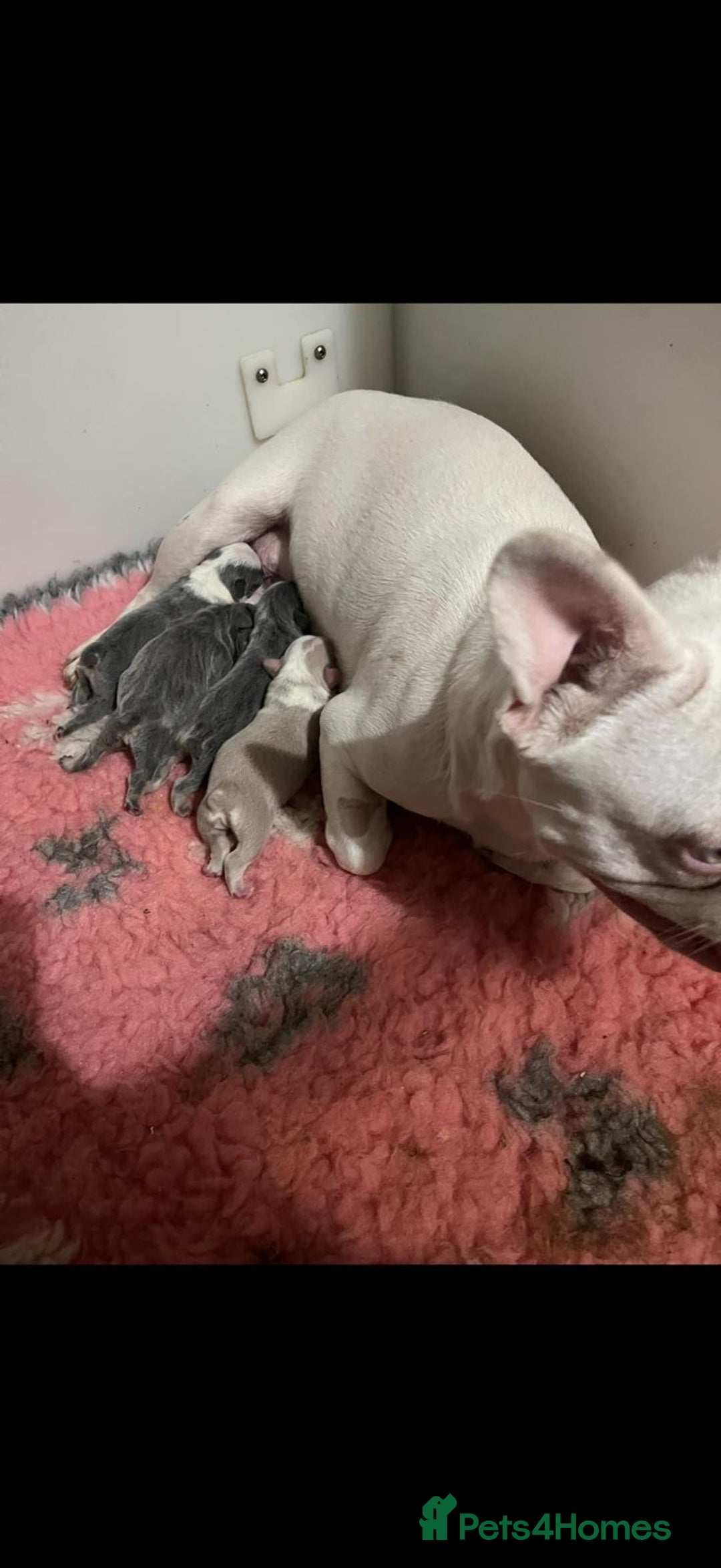 French Bulldog dogs for sale: Beautiful Litter Of Husky French Bulldogs - Advert 9