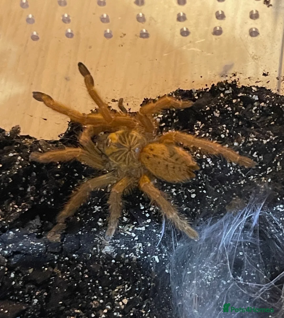 Tarantulas invertebrates for sale: Tarantula Juvenile for Sale - Advert 2