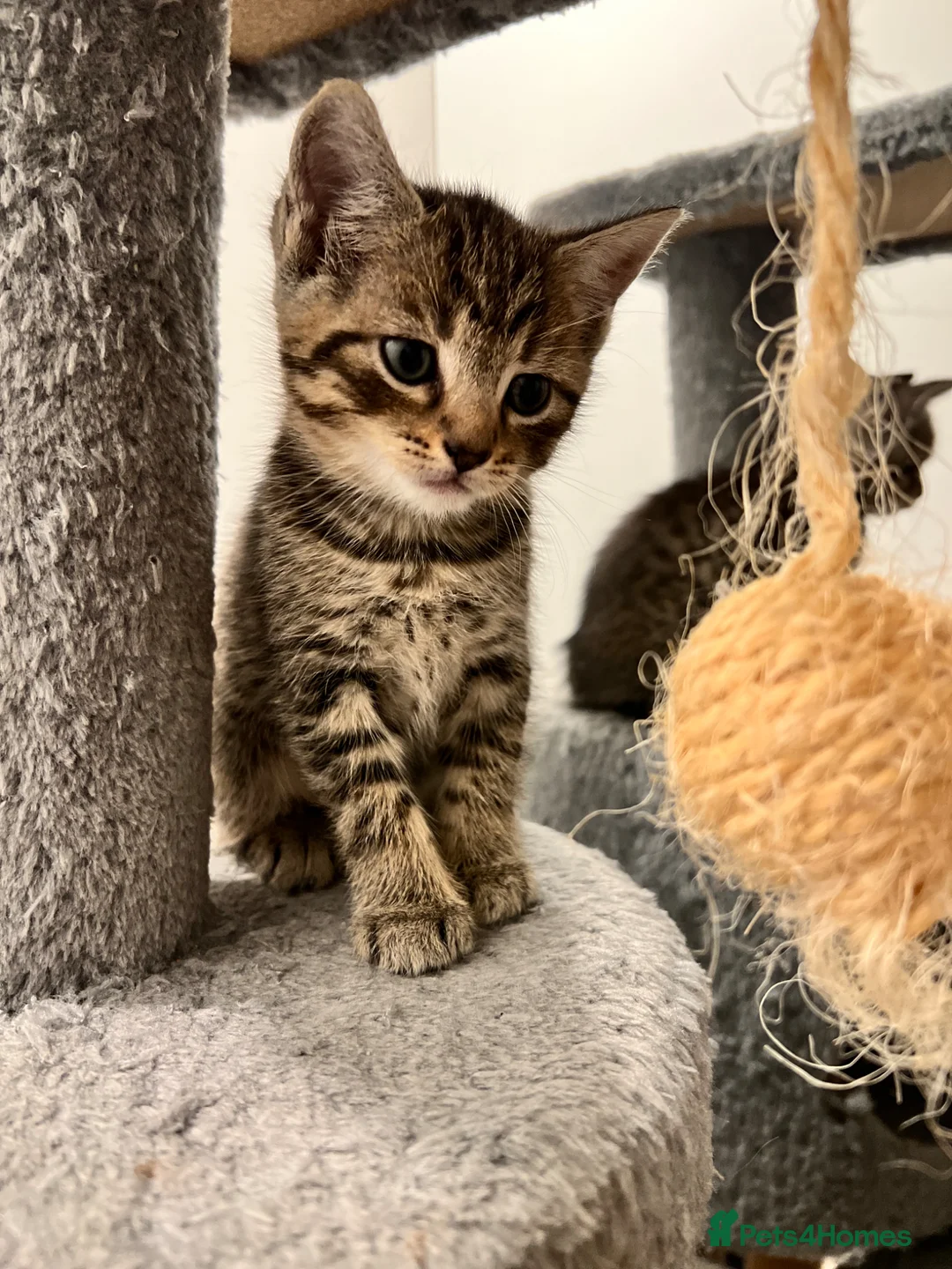 Mixed Breed cats for sale: Cats for sale🐈‍⬛🐈 - Advert 2
