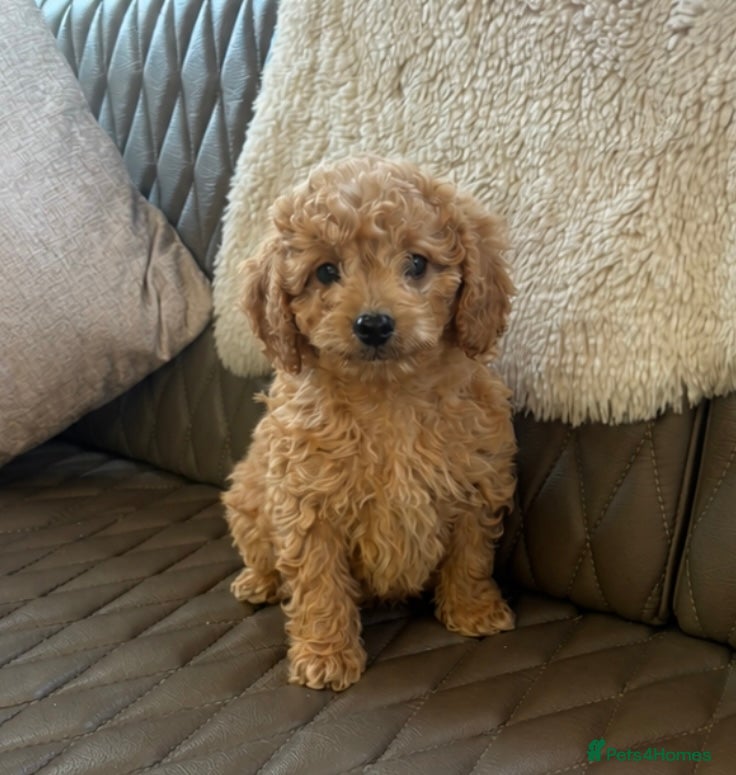 Cavapoo dogs Beautiful red Cavapoo pups exquisite health lines - Advert 1