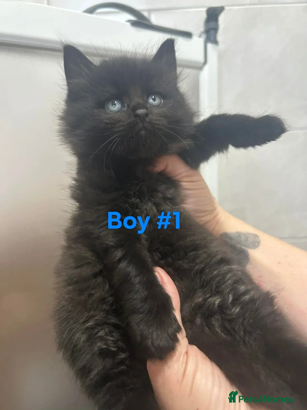 Mixed Breed cats for sale: 2 male black fluffy kittens for sale  in Rye - Advert 2