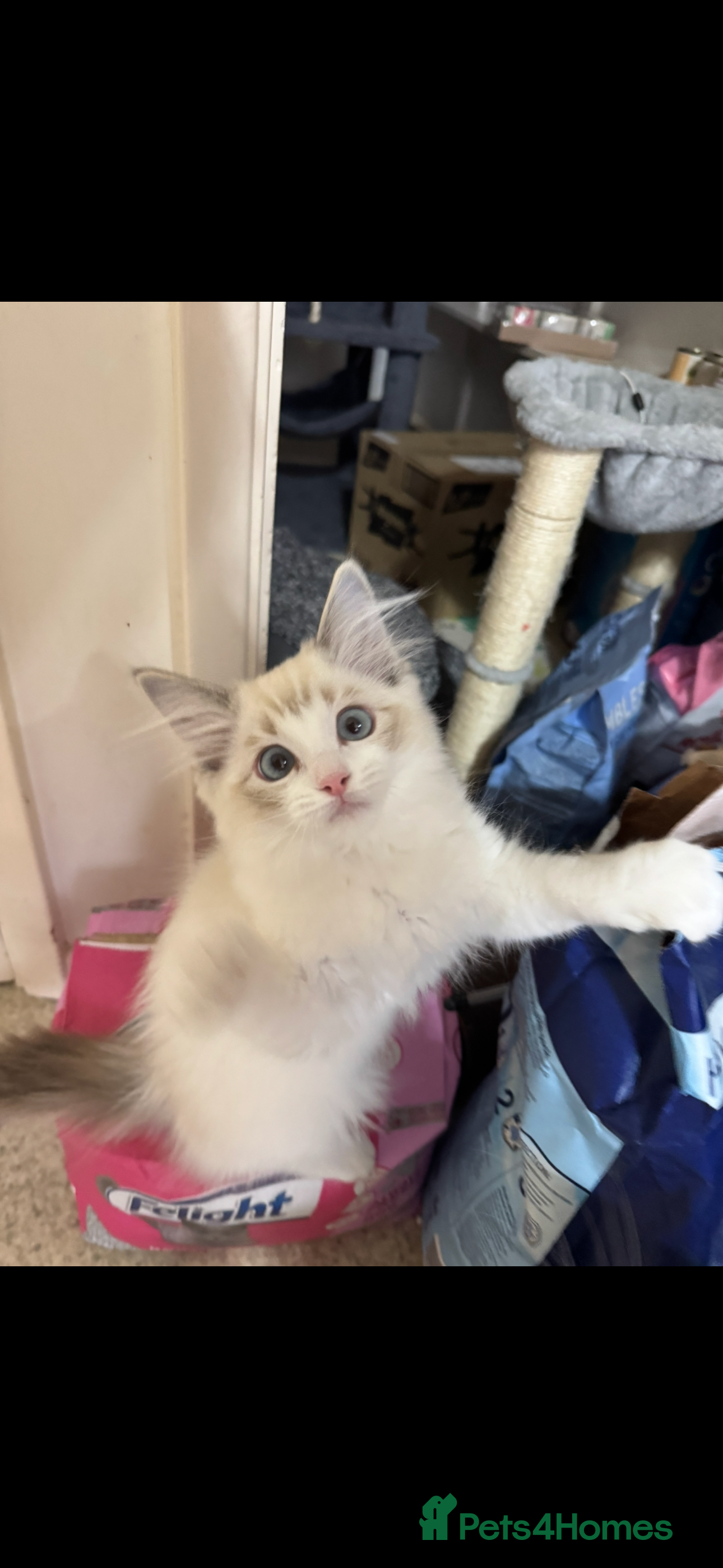 Ragdoll cats Ready now - Blue Lynx Point Bicolour  TICA reg - Advert 15
