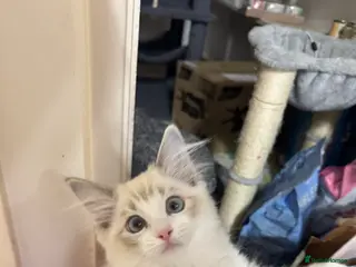 Ragdoll cats Ready now - Blue Lynx Point Bicolour TICA reg - Advert 15
