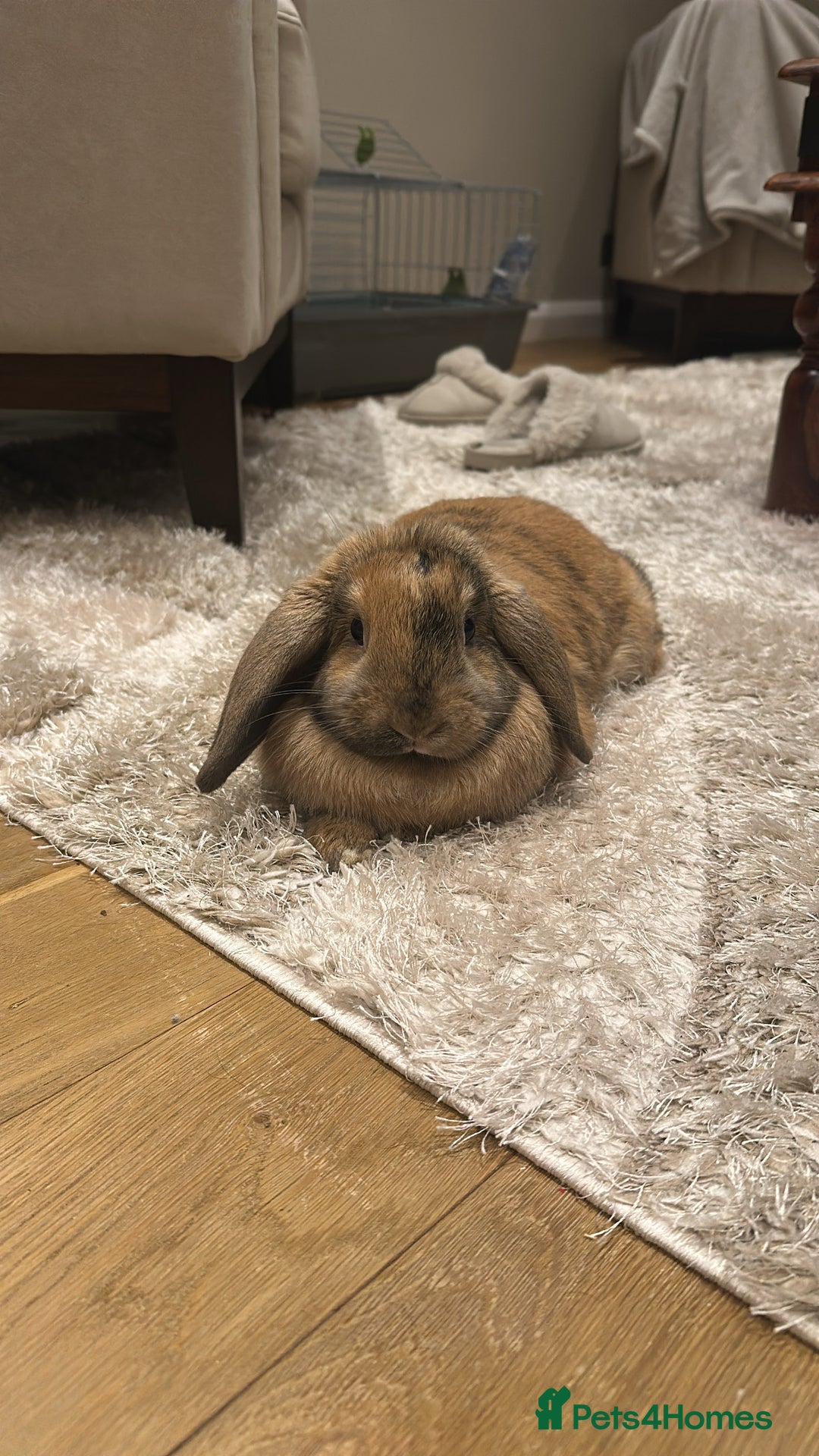 Mini Lop rabbits for sale: Male Mini Lop For Sale - Advert 3