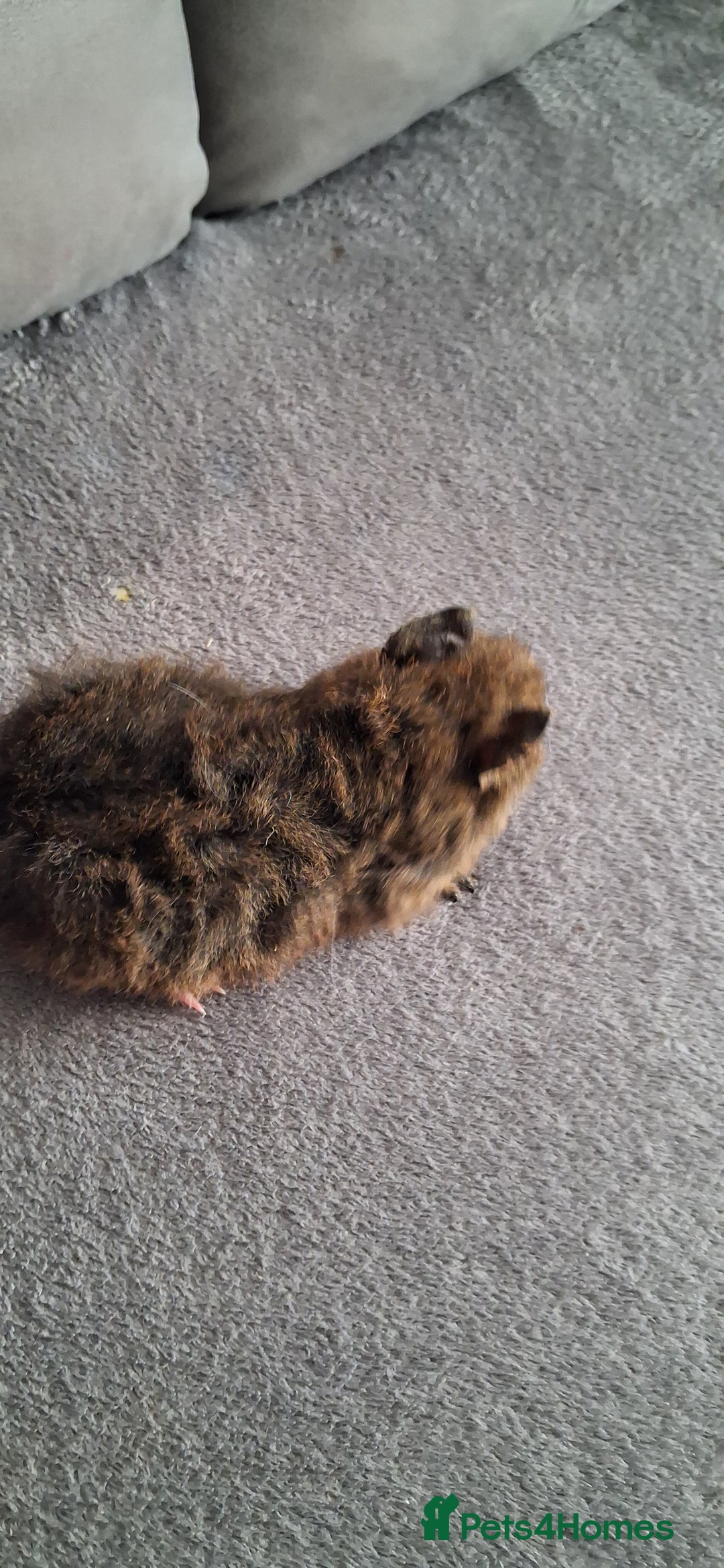 Guinea Pig rodents for sale: Baby boy guinea pigs ready to leave now  - Advert 12