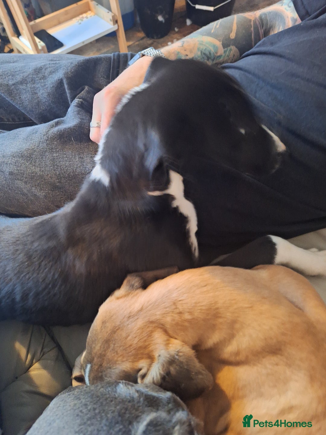 Lurcher dogs for sale: Lurcher pup - Image 3
