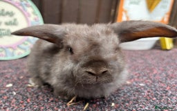 Mini Lop rabbits for sale: Mini Plush Lop - Image 3