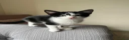 Mixed Breed cats for sale: Kittens for Sale  in Evesham - Advert 4