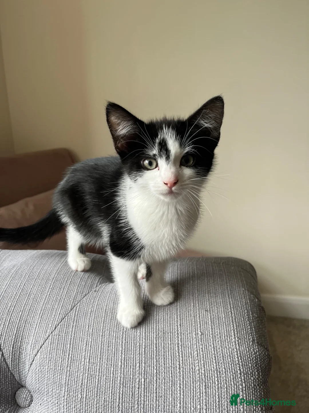 Mixed Breed cats for sale: Kittens for Sale  in Evesham - Advert 4