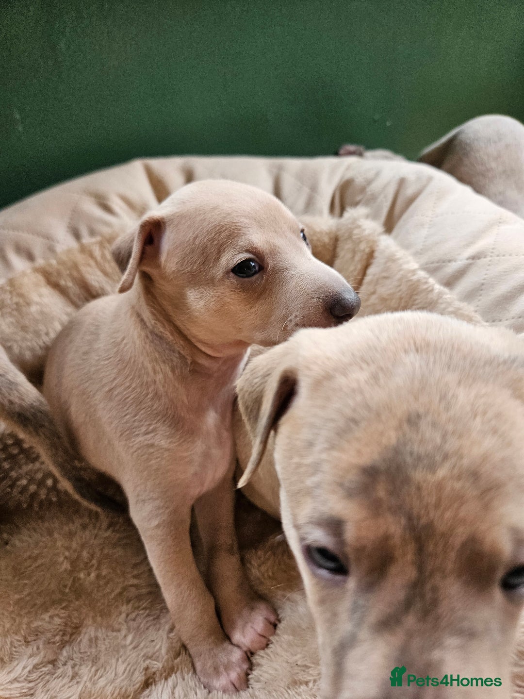 Whippet dogs for sale: ✨🐾 Gorgeous KC Registered Whippet puppies  🐾✨  - Advert 22