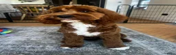 Goldendoodle dogs for sale: WAITING LIST OPEN - AUSSIE DOODLES  - Advert 30