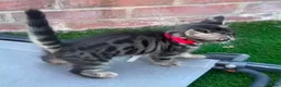 Bengal cats for sale: Bengal X Maine Coon Kittens - Advert 26
