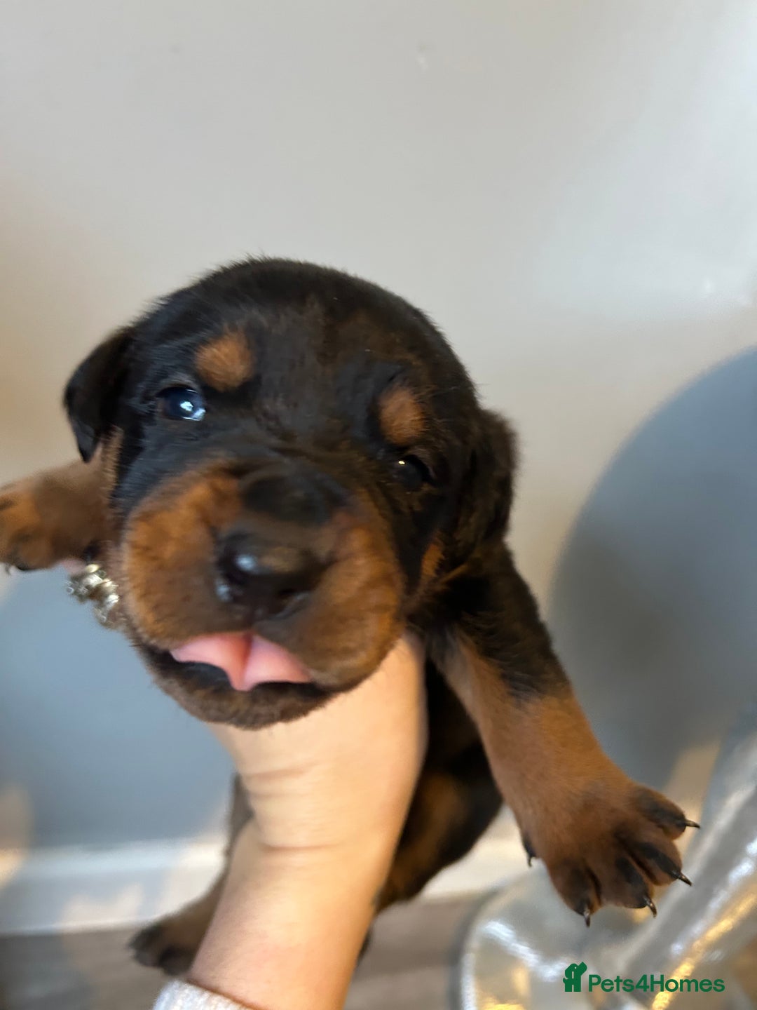 Rottweiler dogs for sale: Ready in 2 weeks bunch of 12 rotwellier puppies  - Advert 15