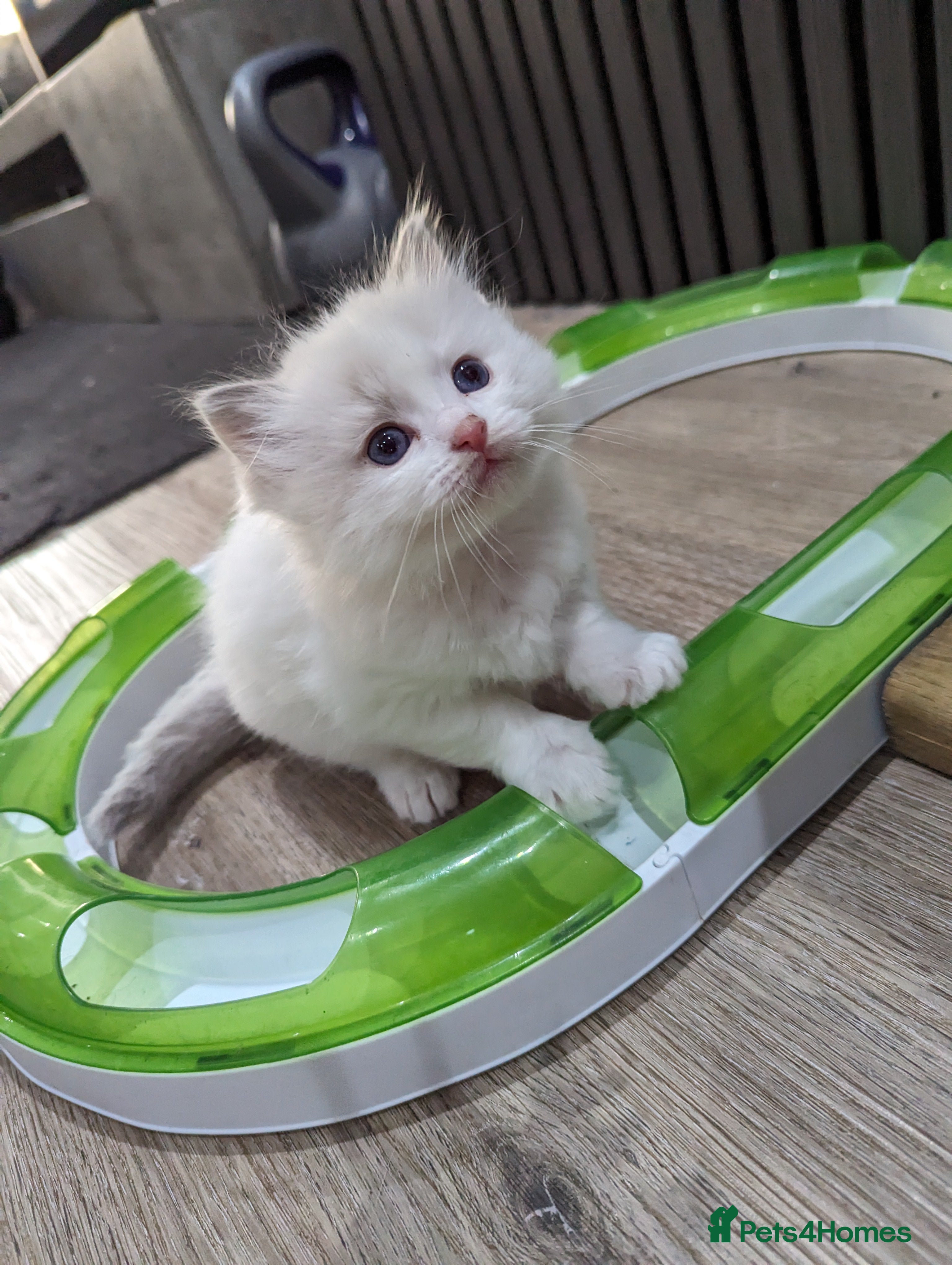 Ragdoll cats Gorgeous ragdoll kittens - Advert 2