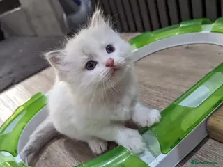 Ragdoll cats Gorgeous ragdoll kittens - Advert 2