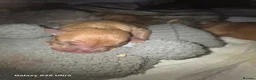 Dogue De Bordeaux dogs for sale: Dogue de bordeaux puppies avail in Buckley - Advert 7