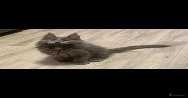 Maine Coon cats - Advert 9