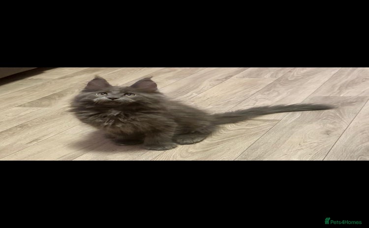 Maine Coon cats - Advert 15