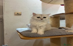 Scottish Fold cats for sale: Scottish Kittens – Fold & Straight – Ready Now - Image 13