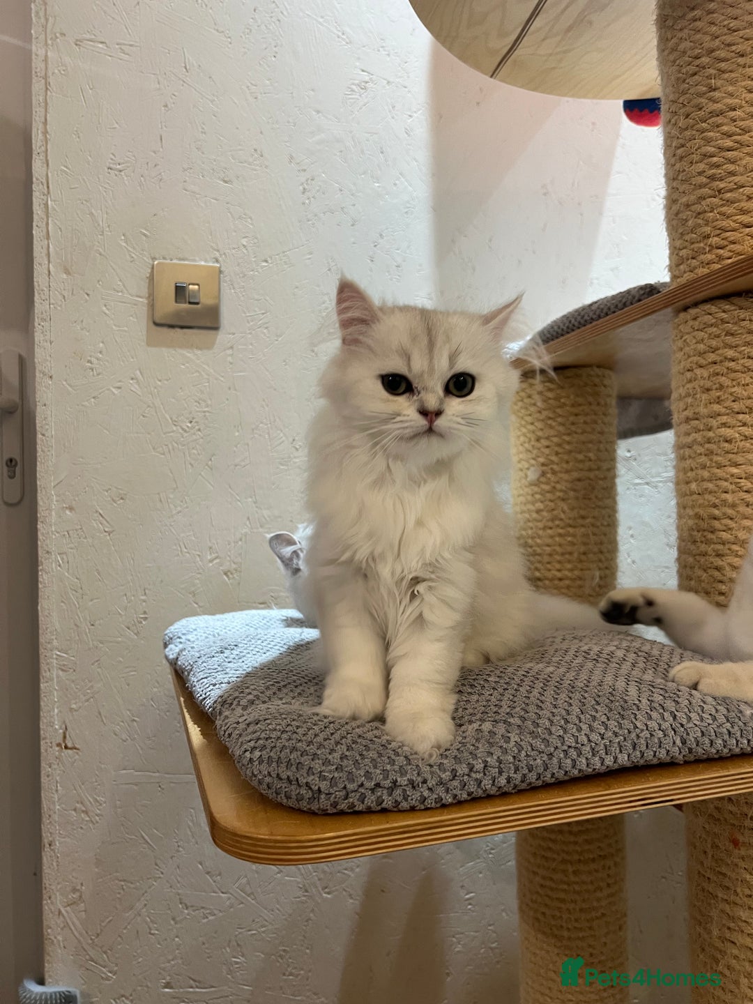 Scottish Fold cats for sale: Scottish Kittens – Fold & Straight – Ready Now - Image 13