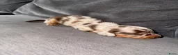 Miniature Dachshund dogs for sale: Miniature Dachshund puppies in Derby - Advert 14