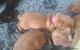 Cocker Spaniel dogs for sale: Working Cocker Spaniel Pups parents DNA tested - Image 9